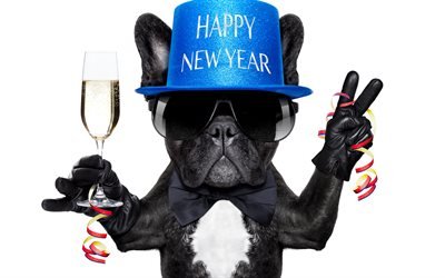 البلدغ الفرنسية, سنة جديدة سعيدة, الأسود كلب مضحك, قبعة زرقاء, الحيوانات لطيف, الكلاب