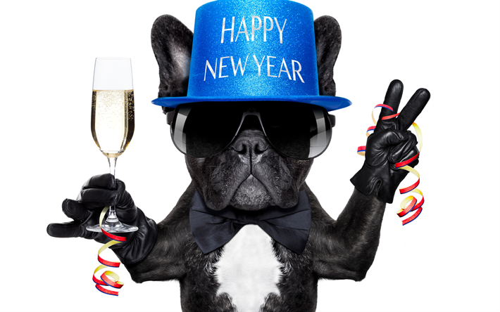 French Bulldog, Happy New Year, black funny dog, blue hat, cute animals, dogs