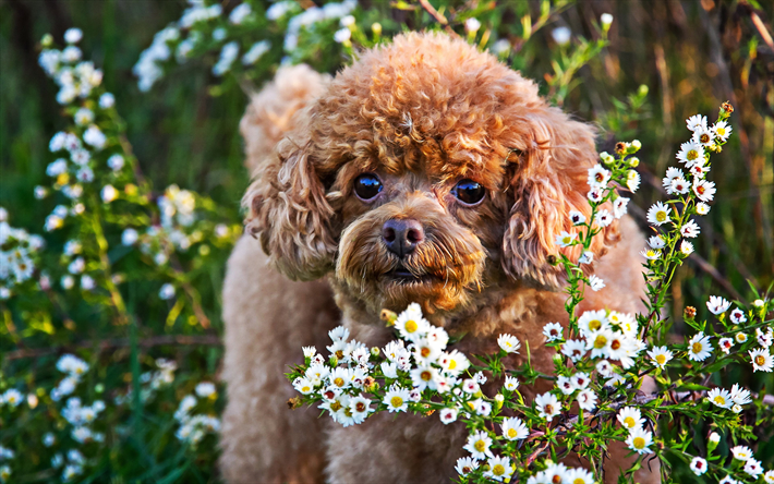 Pudel, sommar, curly hund, pudel med blommor, bokeh, husdjur, s&#246;ta djur, hundar, Pudel Hund