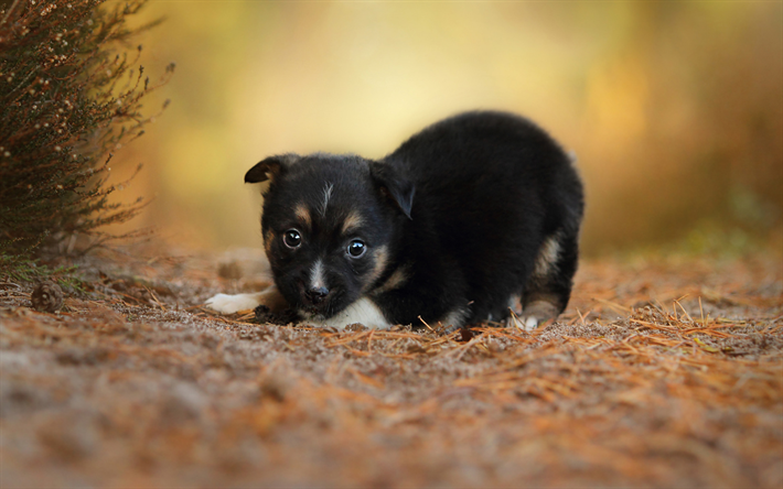 little black puppy, forest, little cute animal, pets, dogs, fluffy black puppy