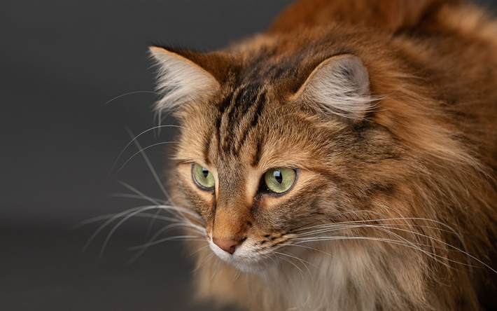 brown fluffy cat, Maine Coon, green eyes, cute animals, cats, pets
