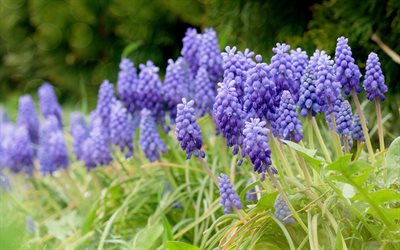 Muscari, purple wildflowers, grape hyacinth, spring wildflowers, spring, beautiful flowers