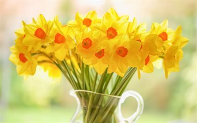 Narcisos, flores amarelas, primavera, amarelo buqu&#234; de flores, lindas flores