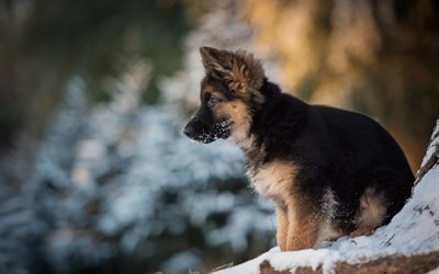 German Shepherd, puppy, winter, dogs, pets, cute animals, German Shepherd Dog