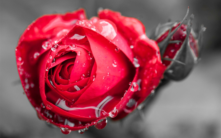 punainen rosebud, tippaa vett&#228;, kaste, kev&#228;t, ruusut