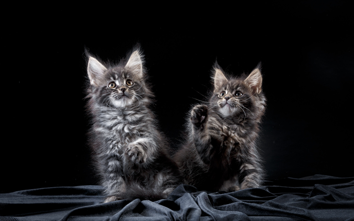 Maine Coon, two kittens, cute furry animals, gray kittens, young cats, fluffy cats breed