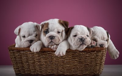 english bulldog, small puppies, basket, white puppies, cute animals, quartet, dogs