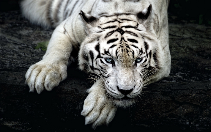 White Bengal Tiger, wildlife, predators, Panthera Tigris Tigris, White tiger