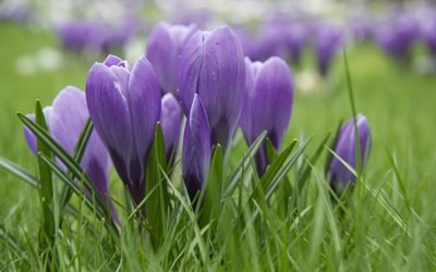 spring flowers, crocuses, purple flowers, purple crocuses, green grass, morning