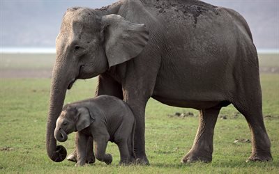 small elephant, Africa, elephants, wildlife, elephant mom with little elephant, green grass, family
