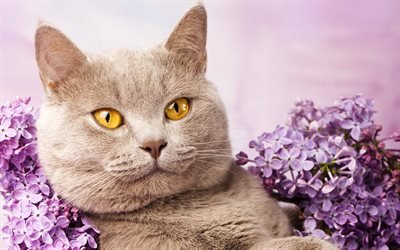 4k, Gato British Shorthair, lil&#225;s, gatos, o gato dom&#233;stico, gato cinzento, animais de estima&#231;&#227;o, olhos amarelos, animais fofos, British Shorthair