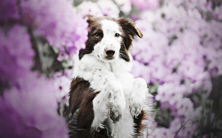 Brown Border Collie, spring, dog with flowers, cute animals, brown dog, pets, border collie, dogs, Border Collie Dog