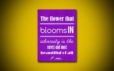 4k, The flower that blooms in adversity is the rarest and most beautiful of all, quotes about flowers, violet paper, inspiration, Mulan quotes