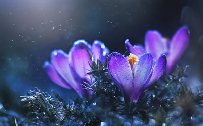Crocuses, purple spring flowers, macro, forest, land, beautiful flowers