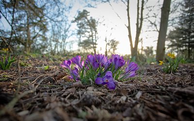 Crocuses, forest, morning, sunrise, spring, purple spring flowers