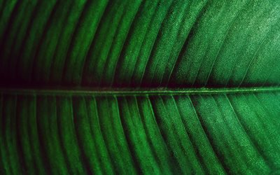 green leaf, 4k, macro, green leaf background, leaf with dew, ecology, leaf textures, green backgrounds, texture of leaf, green leaf texture