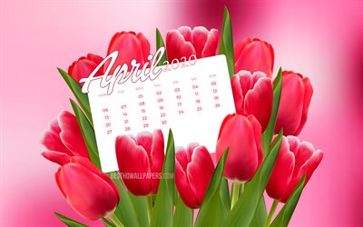April 2020 Calendar, pink tulips, 2020 calendar, 4k, spring calendars, April 2020, creative, pink backgrounds, April 2020 calendar with tulips, 2020 April Calendar, Calendar April 2020, artwork, 2020 calendars