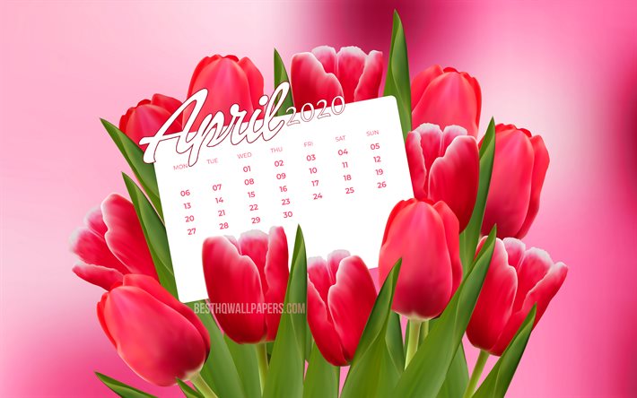 April 2020 Calendar, pink tulips, 2020 calendar, 4k, spring calendars, April 2020, creative, pink backgrounds, April 2020 calendar with tulips, 2020 April Calendar, Calendar April 2020, artwork, 2020 calendars
