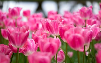 tulipani rosa, mattina, fiori rosa, fiori, tulipani, sfondo con tulipani rosa, floreale, sfondo