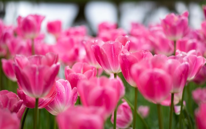 rosa tulpen, morgen, rosa bl&#252;ten wildblumen, tulpen, hintergrund mit rosa tulpen, blumen hintergrund