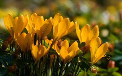 4k, yellow crocuses, close-up, spring, yellow flowers, crocuses, macro, bokeh, spring flowers