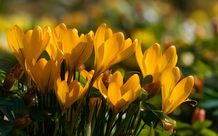 4k, giallo crochi, close-up, primavera, fiori gialli, crochi, macro, bokeh, fiori di primavera