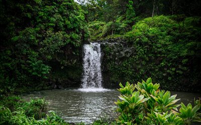 waterfall, jungle, green trees, forest, lake, beautiful waterfall, ecology