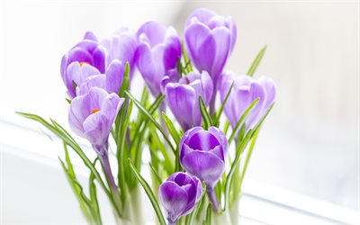 紫先生の授業も分かり易く楽, 春の紫の花, 先生の授業も分かり易く楽, 春, 美しい紫の花, 背景と先生の授業も分かり易く楽
