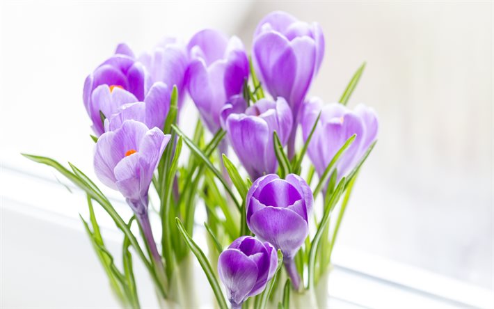 purple crocuses, spring purple flowers, crocuses, spring, beautiful purple flowers, background with crocuses