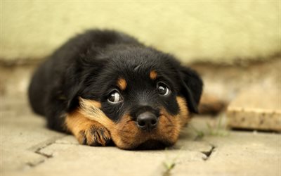 4k, Rottweiler, puppy, small dog, cute animals, small puppy, dogs, cute puppy