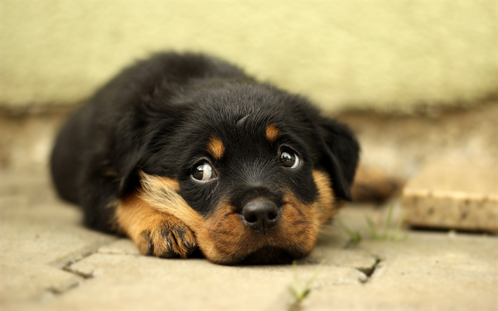 Download wallpapers 4k, Rottweiler, puppy, small dog, cute animals ...