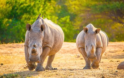 Rhinos, 4k, Africa, HDR, wildlife, rhinoceros, pair of rhinos, rhino