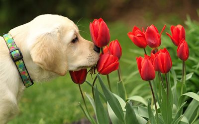 Golden Retriever, tulips, labradors, puppy, dogs, pets, cute dogs, small labrador, Golden Retriever Dogs