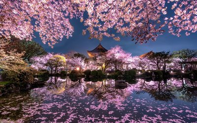 flor de cerejeira, noite, Templo japon&#234;s, primavera, lagoa, sakura, luzes, Jap&#227;o, jardim primavera, A arquitetura japonesa