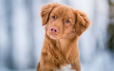 small labrador, retriever, puppy, small brown dog, cute animals, pets, puppies