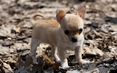 Chihuahua Puppy, 4k, leaves, dogs, brown chihuahua, puppy, cute animals, pets, Chihuahua Dog