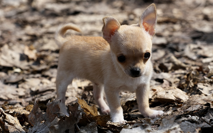 ダウンロード画像 チワワのパピー 4k 葉 犬 茶色のチワワ 子犬 かわいい動物たち ペット チワワ犬 フリー のピクチャを無料デスクトップの壁紙