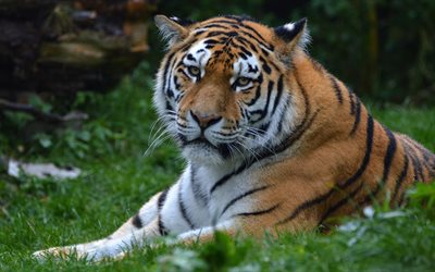 tiger, predators, wildlife, green lawn, dangerous animals, tigers