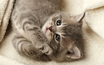 gray little kitten, blue eyes, bed, little cat, cute little animals
