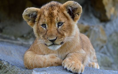 little lion cub, cute little animals, wildlife, lion, predators, Africa