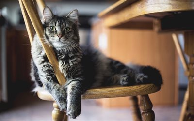 Gato Bobtail Americano, 4k, cadeira, animais de estima&#231;&#227;o, o gato dom&#233;stico, animais fofos, gato bonito, gatos, Bobtail Americano