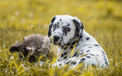Dalmatian, 4k, puppy, pets, heterochromia, small dalmatian, lawn, dogs, cute animals, Dalmatian Dog