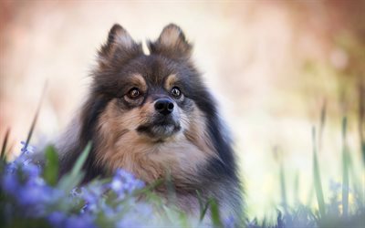 marr&#243;n negro pomerania, esponjosas lindos perros, mascotas, perro Pomerania, peque&#241;os perros