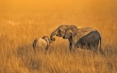 Os elefantes africanos, m&#227;e e filhote, africana estepe, o pequeno elefante, savana, a vida selvagem, elefantes, prados e pastagens, &#193;frica, Elefante-da-savana