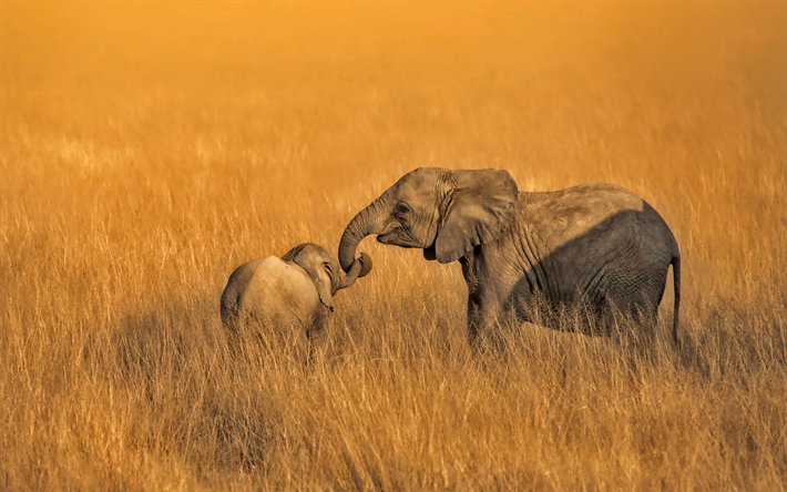 afrikanische elefanten, mutter und jungtier, afrikanische steppe, kleiner elefant, savanne, wildtiere, elefanten, gr&#252;nland, afrika, loxodonta africana