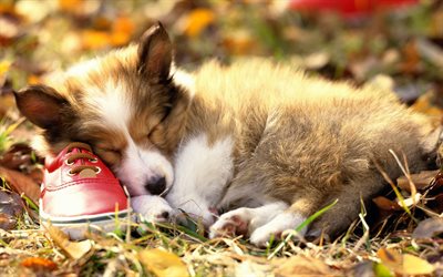 Border Collie, sneakers, sleeping puppy, pets, cute animals, brown Border Collie, sleeping dog, dogs, Border Collie Dog