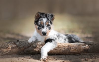 الاسترالي كلب الراعي, جرو, كلب لطيف قليلا, الحيوانات الأليفة, الاسترالي, أبيض أسود الجراء, طمس, الحيوانات الصغيرة
