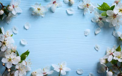 spring flower frame, apple blossom, blue wooden background, white flowers, wooden texture, floral frame