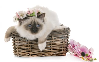 Gatto birmano, beige bellissimo gatto, animali, un gatto in un cesto, simpatici animali