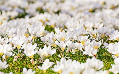white crocuses, bokeh, spring, white flowers, crocuses, macro, spring flowers